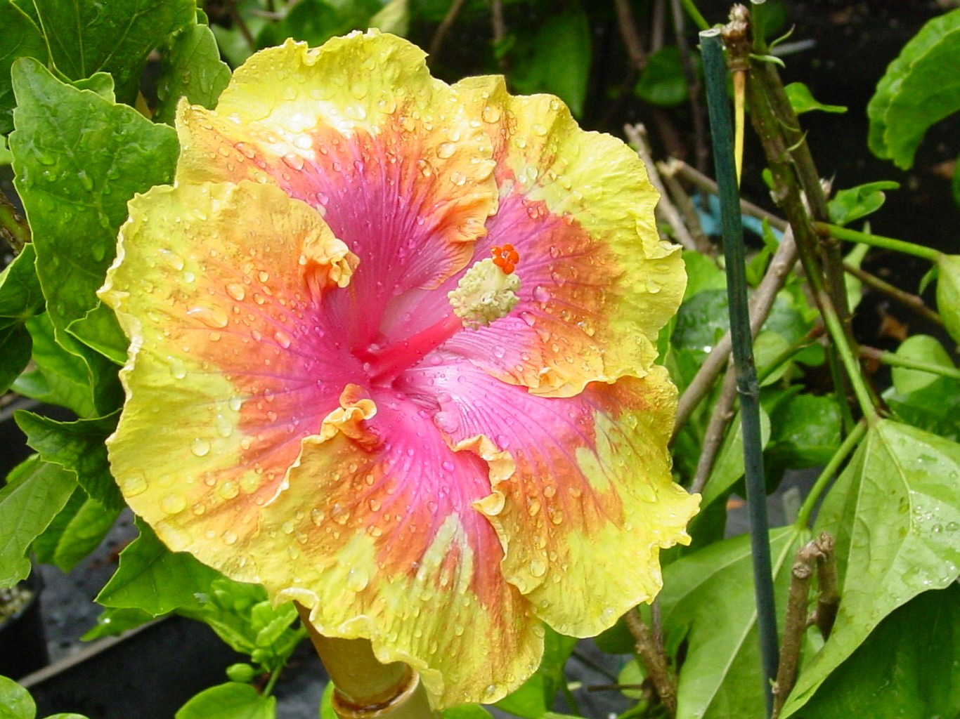 Hibiscus plants store for sale